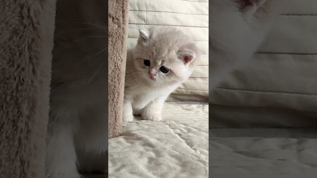 ?????....... 😇 Котенок - пухляша (сладенькая кошечка😘) окрас голубое золото, возраст 1 мес