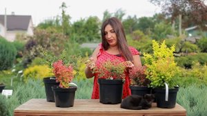 Барбарис Наташа 5043