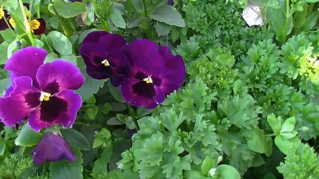 Петрушка и цветы. смотреть онлайн