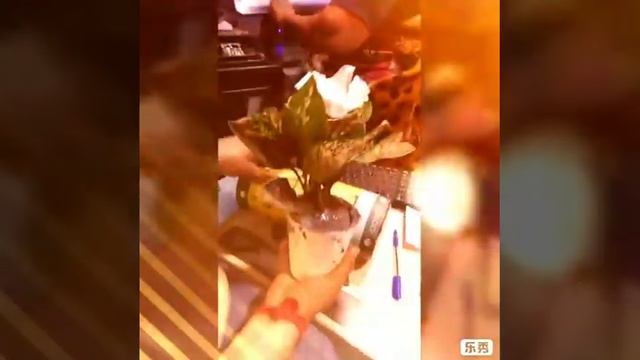 Unboxing of Aglaonema live plant purchase from Ugaoo.com