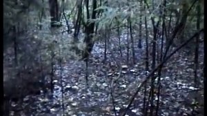 Ведьмин круг Рядовок белых. Ложные Рядовки Белые. Говорушки дымчато-серые. Белопаутинники съедобные