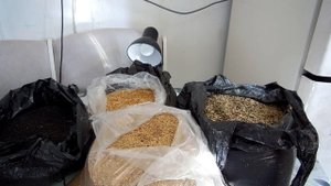 Чем кормить.(Все виды Овсянок,Реполов,Юла,Жаворонок полевой.)