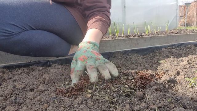 Не выбрасывай ЧАЙНУЮ ЗАВАРКУ! Удобрение для ОГОРОДА смотреть онлайн