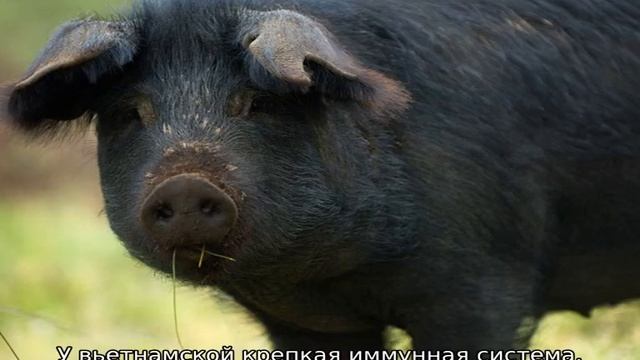 Черная свинья — описание породы