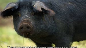 Черная свинья — описание породы