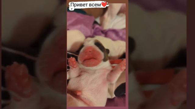 Мы родились❤️#французскийбульдог #щенкифранцузскогобульдога #frenchbulldog