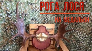 РОГА ЛОСЯ НА МЕДАЛЬОН