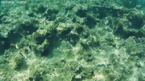 Египет. Шарм эль Шейх. IBEROTEL  PALACE. Кораллы,коралки,золотые рыбки.Риф отеля.Апрель 2021.