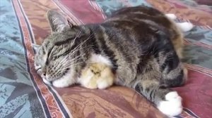 Как цыпленок вырос на голове у кота