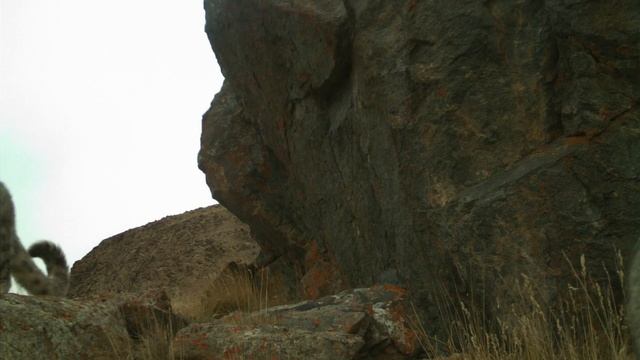 Два снежных барса обнаружили фотоловушку в Сарычат-Эрташском заповеднике смотреть онлайн