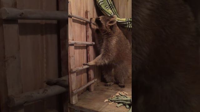 Енот Тема пытается забраться на гамак смотреть онлайн