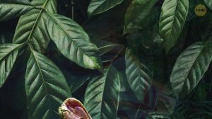 Каково это – оказаться в желудке у анаконды?