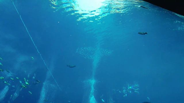 【8K】Dubai: Atlantis The Palm - Breakfast in Imperial Club Lounge - Pool & Beach