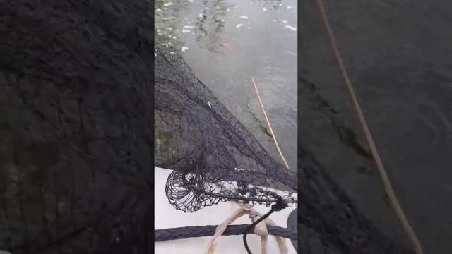 Рыбалка на блесны и в отвес на вертушки FOTON 21 и Лайки Джон. #Бешеный#клёв#окунь# щучки#Таушкан#2 смотреть онлайн