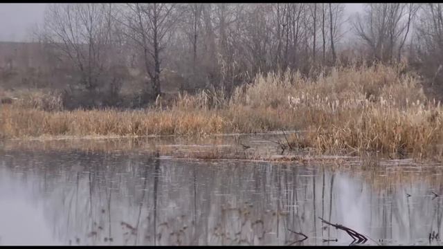 (07/11/19) Запрет на рыбалку смотреть онлайн