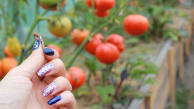 ФИТОФТОРЫ БОЛЬШЕ НЕТ!!! ТОП 5 СПОСОБОВ ЗАЩИТЫ УРОЖАЯ ТОМАТОВ ! ОБЗОР, РЕЗУЛЬТАТ! смотреть онлайн