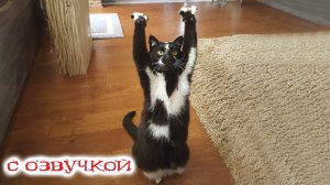 Приколы с котами! Самые смешные животные! Приколы про котов с озвучкой!