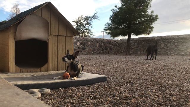 Harley The Sharpei смотреть онлайн