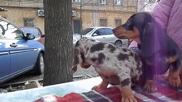 Щенки таксы. 2.5 мес. Староконный рынок. Odessa. смотреть онлайн