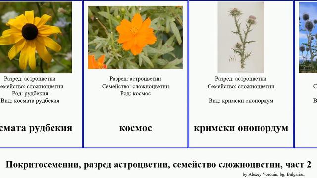 Покритосеменни, разред астроцветни, семейство сложноцветни, част 2 обикновен обикновена пелин жълт смотреть онлайн