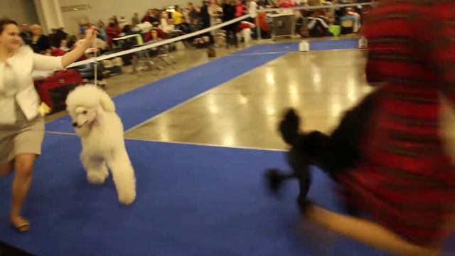 Золотой Ошейник 2013, ринг пудель, ч.1 смотреть онлайн