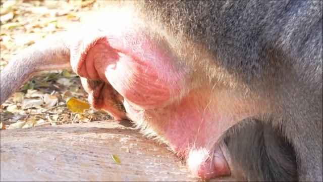 RayappaKasi, Hamadryas baboon, Mysore Zoo, Jan 26, 2020 смотреть онлайн