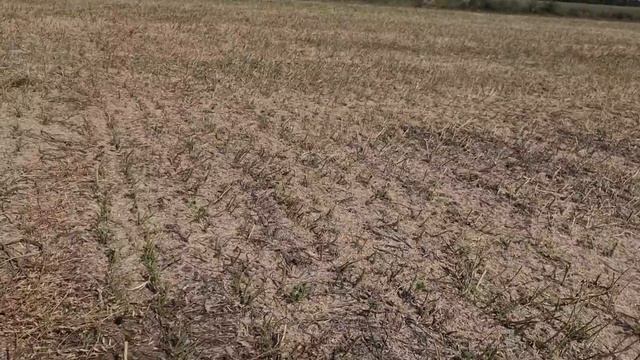 Уборка "Дайкон" , люпин " Дега" , и все остальное. No-till 12.08.2021 смотреть онлайн