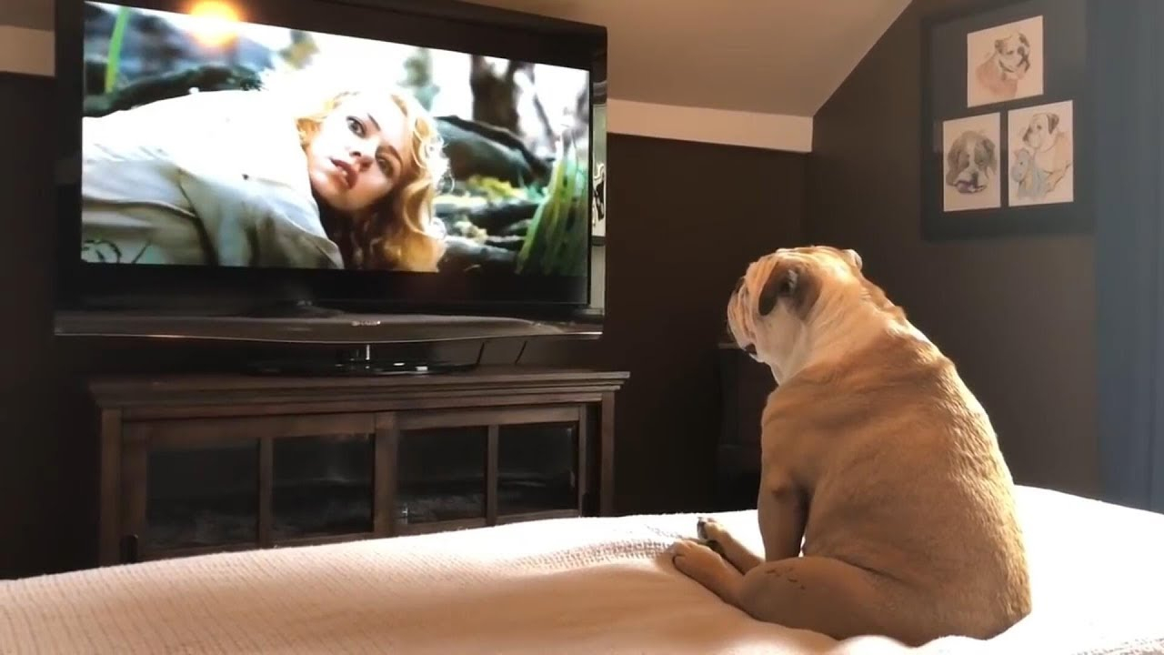 Смотрите ли телевизор. Собака и телевизор. Собака перед телевизором. Собака смотрит телевизор. Животное в телевизоре.