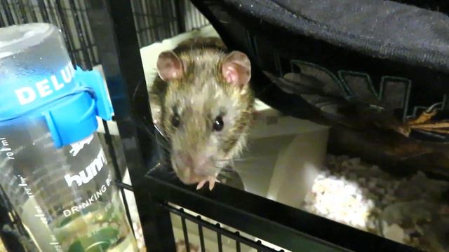 Сэмочка лизучий и его ручной пасюк. 😂 Клетка Triol 504, и внезапные пасюкашки. 🐭 (Wild Rats) 🐭 смотреть онлайн