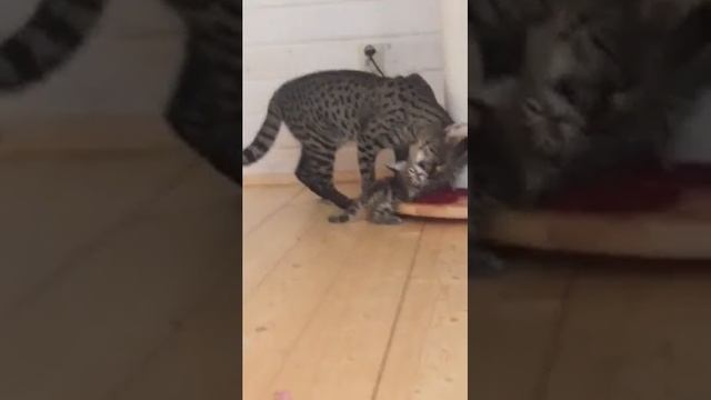 Саванна F2 котенок мальчик смотреть онлайн