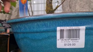 BONSAI prices Bunnings (Have you ever purchased?)