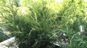 Можжевельник китайский Куривао голд