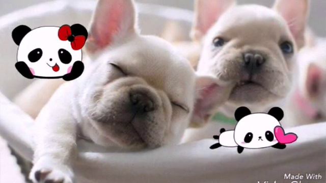 Фотосессия щенков смотреть онлайн