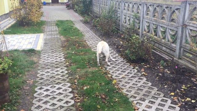 Любимая игрушка лабрадора applepen. PPAP смотреть онлайн