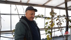 Обрезка малины МАРАВИЛЛА. Секаторы от ООО ТВОРНИЦА @TheTvornica