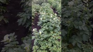 картофель посажен сдвоенными рядами