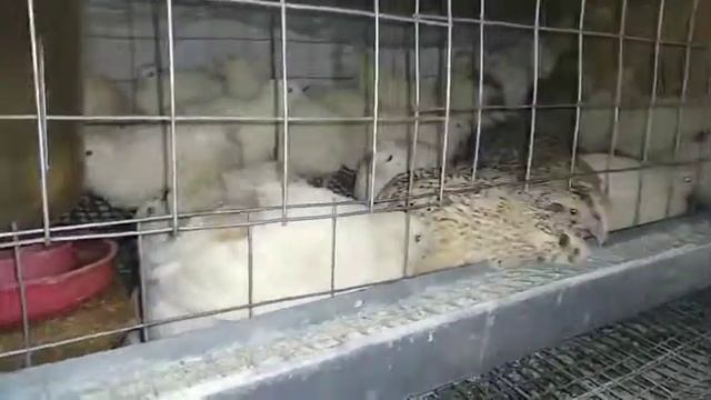 Содержание перепелов в не отапливаемом помещении/Чем я кормлю перепелов?/