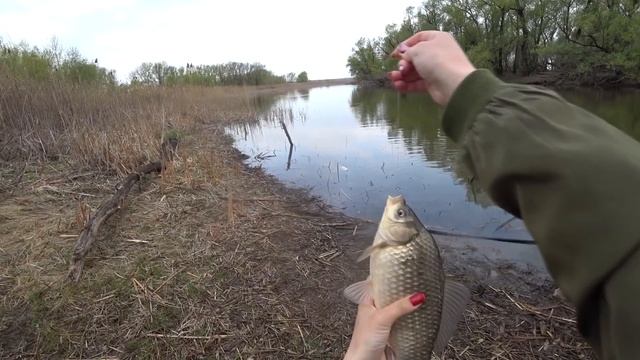 Научила СОБАКУ ЛОВИТЬ РЫБУ! Рыбалка на поплавок весной смотреть онлайн