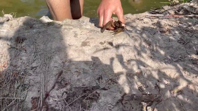 Самый надежный и доступный способ ловли раков руками!! смотреть онлайн