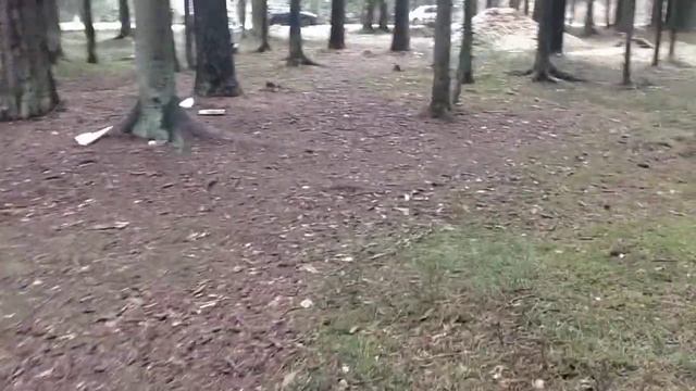 Я не знаю куда девать опилки после измельчения веток на этом участке. смотреть онлайн