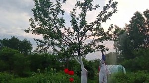 эффективная борьба с плодожоркой.mp4