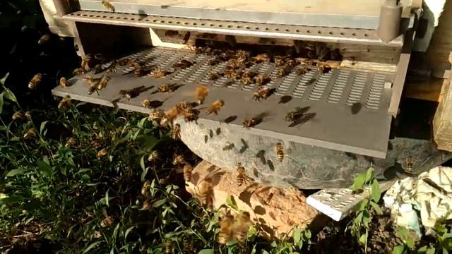 пчелы на нашей даче 2 #пчёы #улий смотреть онлайн