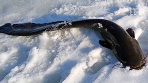 Как и где ловить сома в декабре?