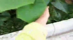 Куда деть траву"?
.?
Многие не знают, как поступать со скошенной травой.