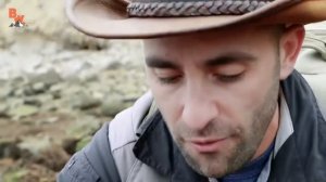 ПОЙМАЛИ ОСЬМИНОГА. Самое умное беспозвоночноe.