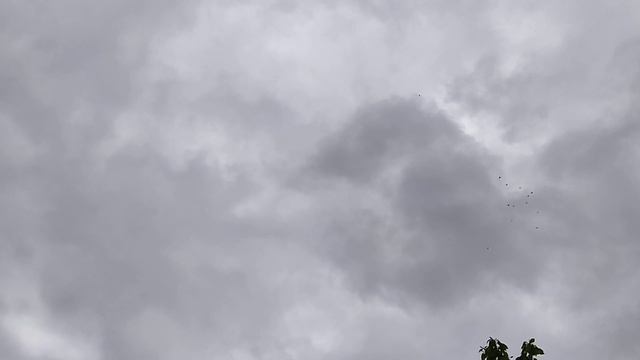 Бойные голуби сизая на посадке смотреть онлайн