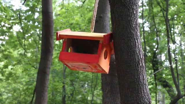 Белки резвятся в Нескучном саду смотреть онлайн