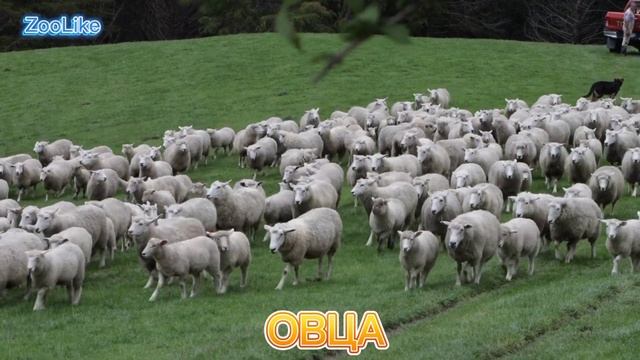 КАК ГОВОРЯТ ДОМАШНИЕ ЖИВОТНЫЕ ?#домашние_животные #животные #деревня