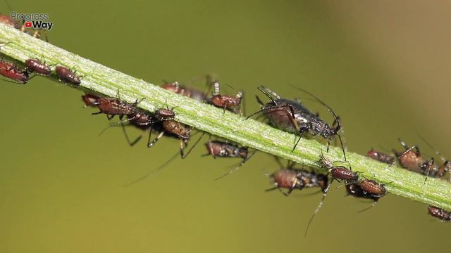 Тля Расщепляется На Глазах От Одной Капли Этого! смотреть онлайн