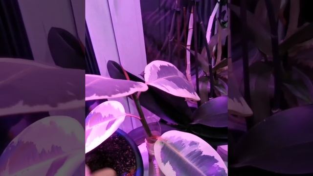 Что можно вырастить на северном окне. Комнатные цветы. смотреть онлайн